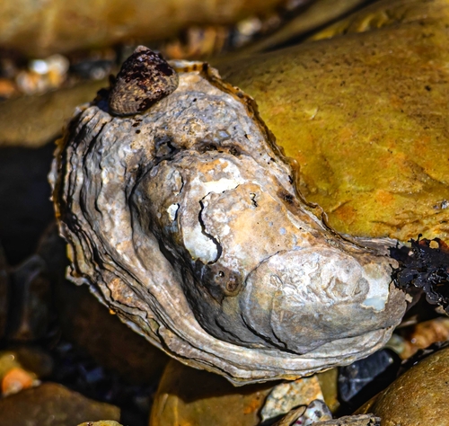 Magallana gigas