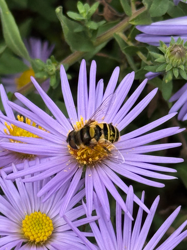 Unknown species found near Furman St, New York, NY, US