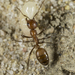 Amazon Ants - Photo (c) Alice Abela, all rights reserved