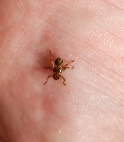 Unknown species found near Bourne, MA 02532, USA