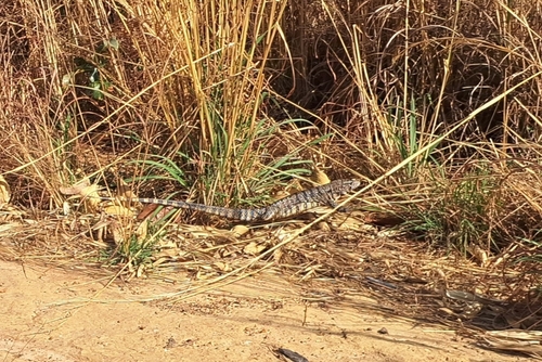 Argentine Black-and-white Tegu