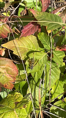 Unknown species found near Sandy Creek Dr, Durham, NC, US