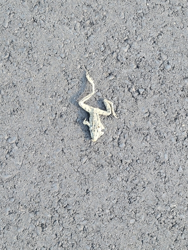 Northern Leopard Frog