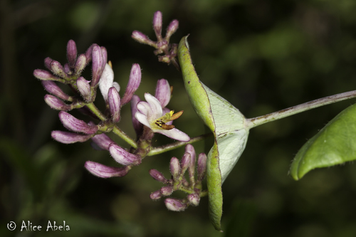 Lonicera hispidula var. vacillans