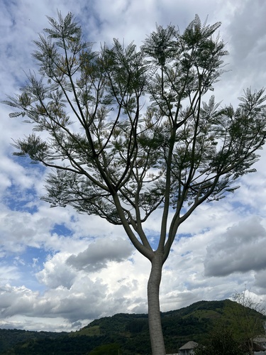 Brazilian fern tree