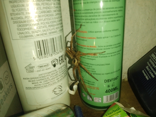 Pantropical Huntsman Spider