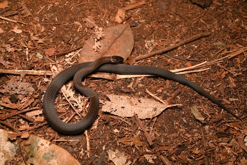 Southern Dwarf Crowned Snake sighting