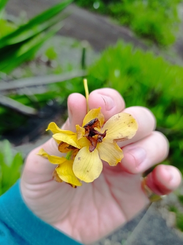 Yellow Cowhorn Orchid