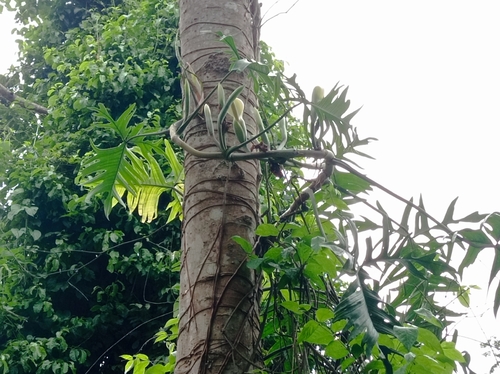 Philodendron pedatum