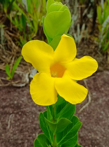 Mandevilla fistulosa