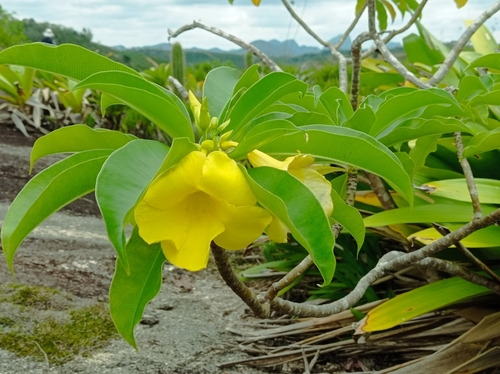 Allamanda laevis