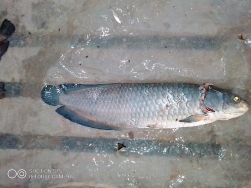 African Arowana