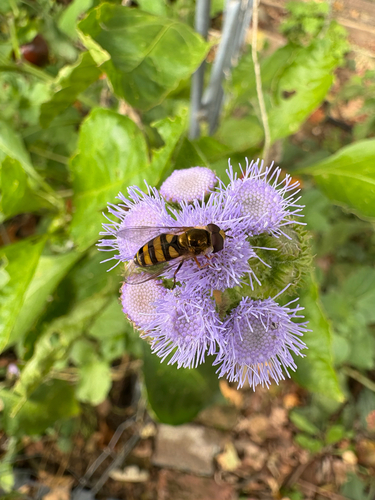Unknown species found near Harding Pl, Nashville, TN, US