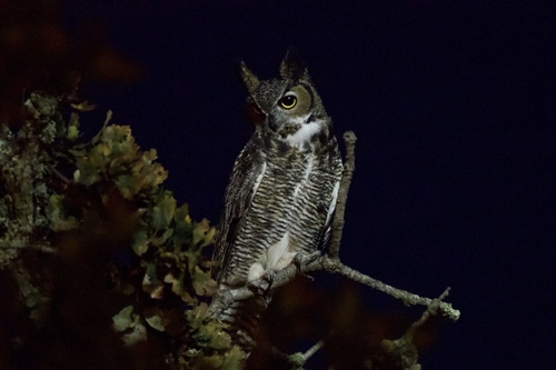 View observation of {o.common_name} on iNaturalist