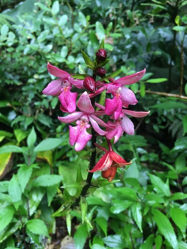 Calanthe sylvatica