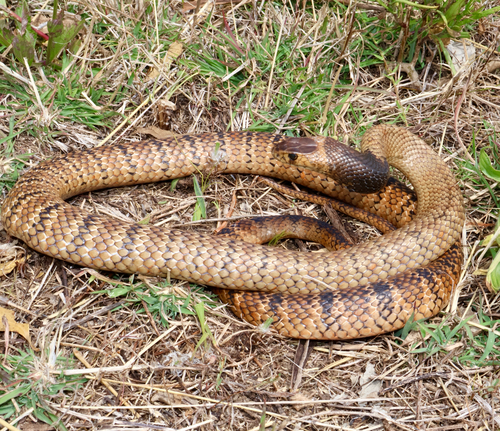 Eastern Brown Snake sighting