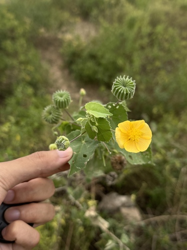Indian Mallow