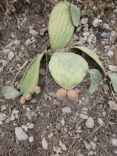Avistamiento Chumbera (Opuntia ficus-indica)