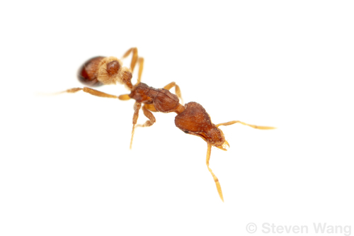 Strumigenys pulchella
