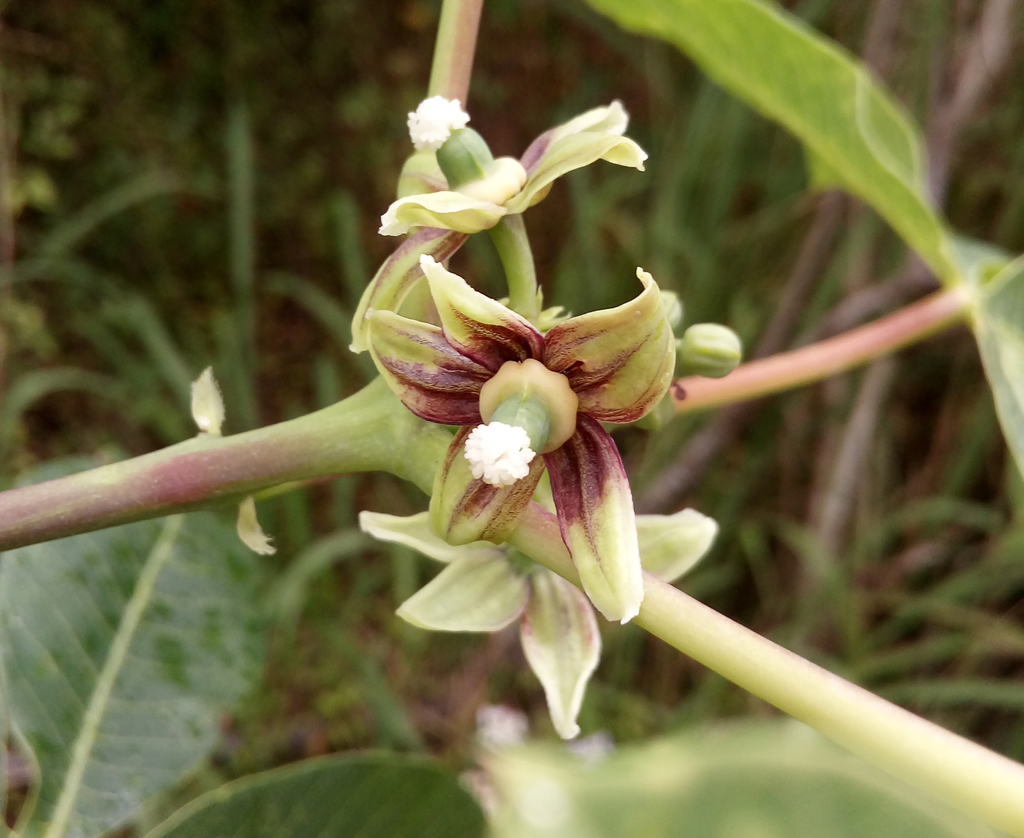 Manihot carthaginensis (Manihot carthaginensis)