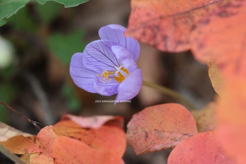 Hairy Crocus