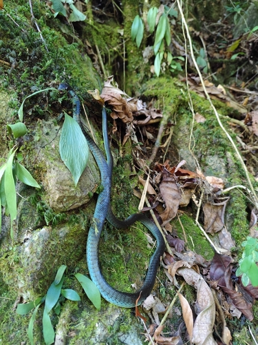 Common Tree Snake sighting