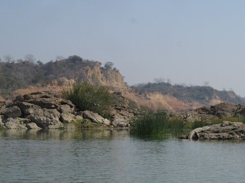 Mugger Crocodile