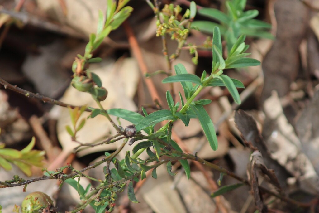 Hypericum perforatum