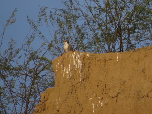 Laggar Falcon