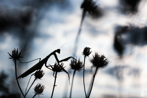 European Mantis