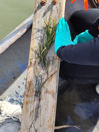 Fennel-leaf Pondweed