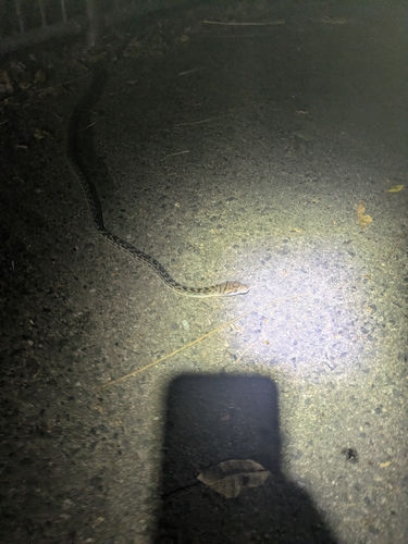 Australian Scrub Python sighting