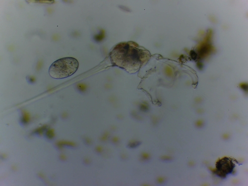 Collotheca