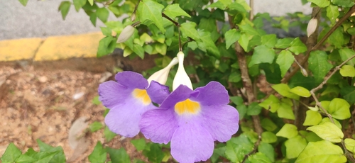 Bush Thunbergia