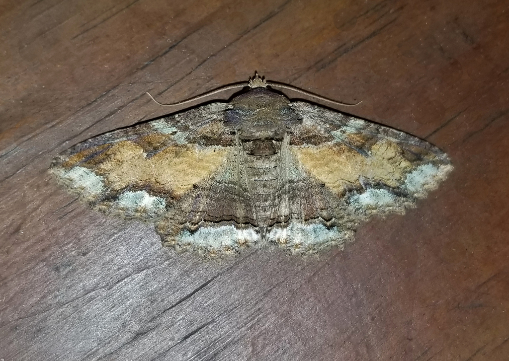 Lunate Zale Moth from Fentress County, TN, USA on October 27, 2025 at ...