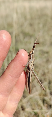 Mediterranean Slant-faced Grasshopper