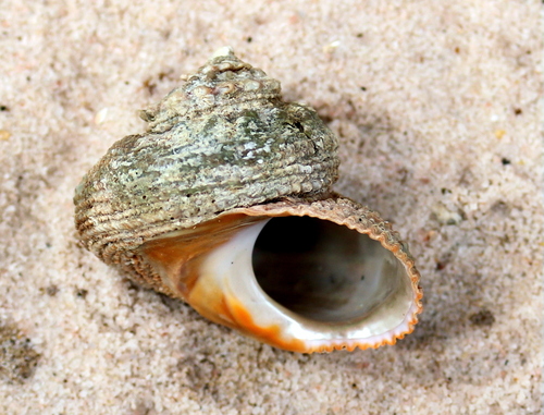 Bolma rugosa