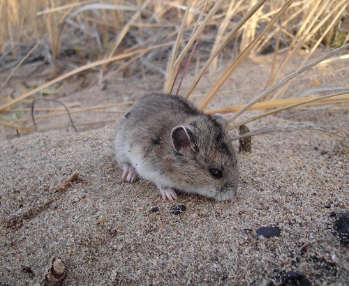 Striped Dwarf Hamster