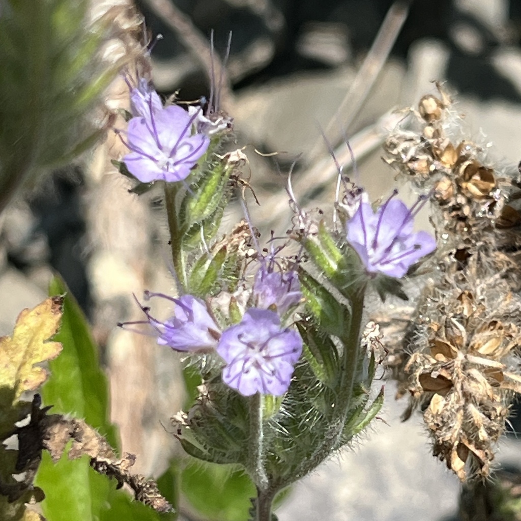 Phacelia tanacetifolia
