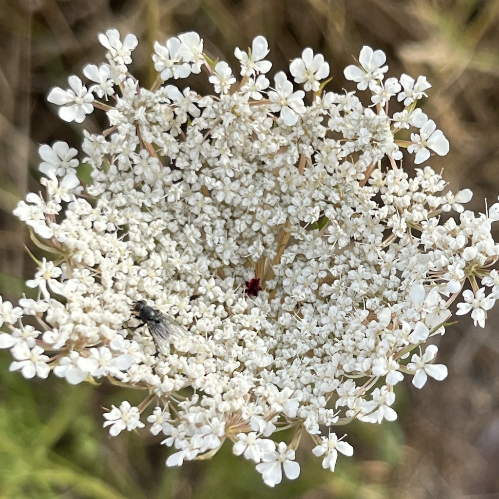 Daucus carota