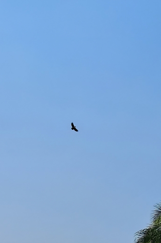 Pied Crow