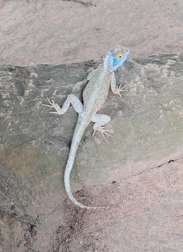Mozambique Agama