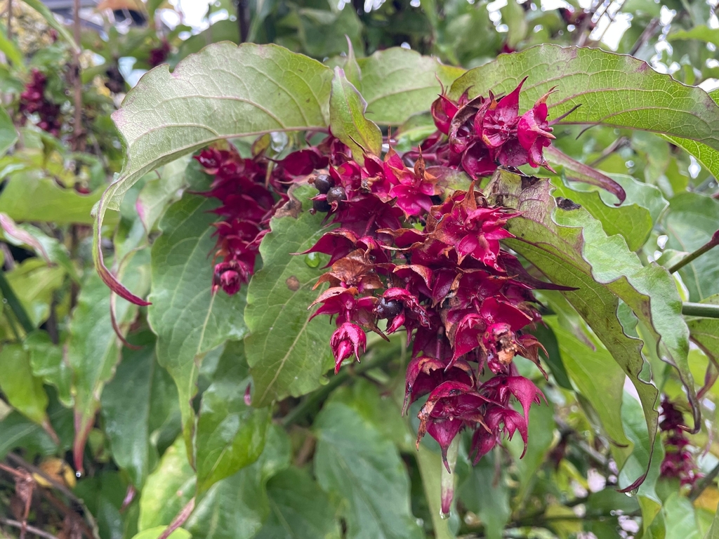Leycesteria formosa