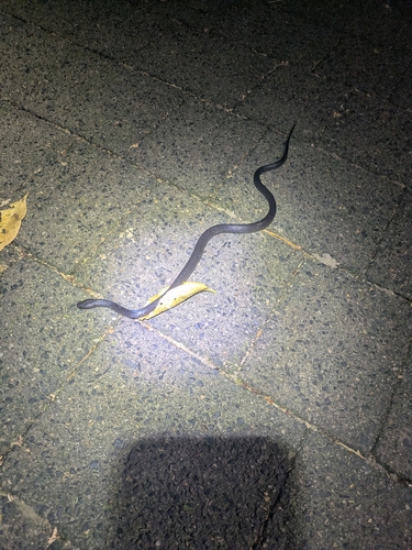 Eastern Small-eyed Snake sighting