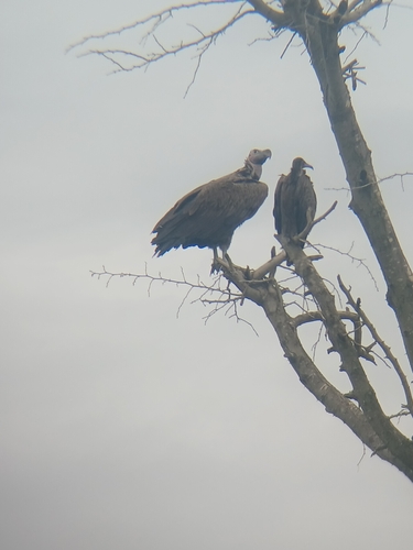 Lappet-faced Vulture