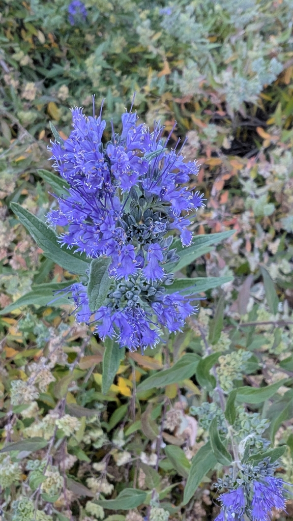 Caryopteris