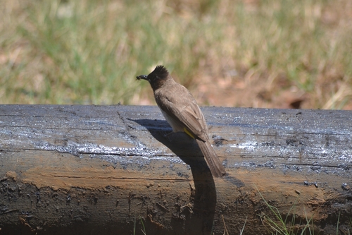 Common Bulbul