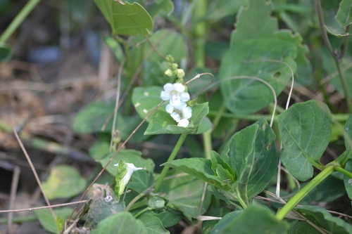 African Coromandel