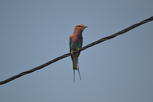 Lilac-breasted Roller