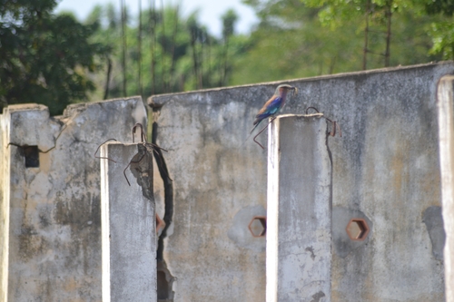 Lilac-breasted Roller